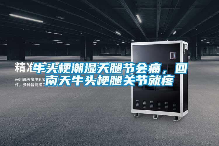 牛頭梗潮濕天腿節會痛，回南天牛頭梗腿關節就疼